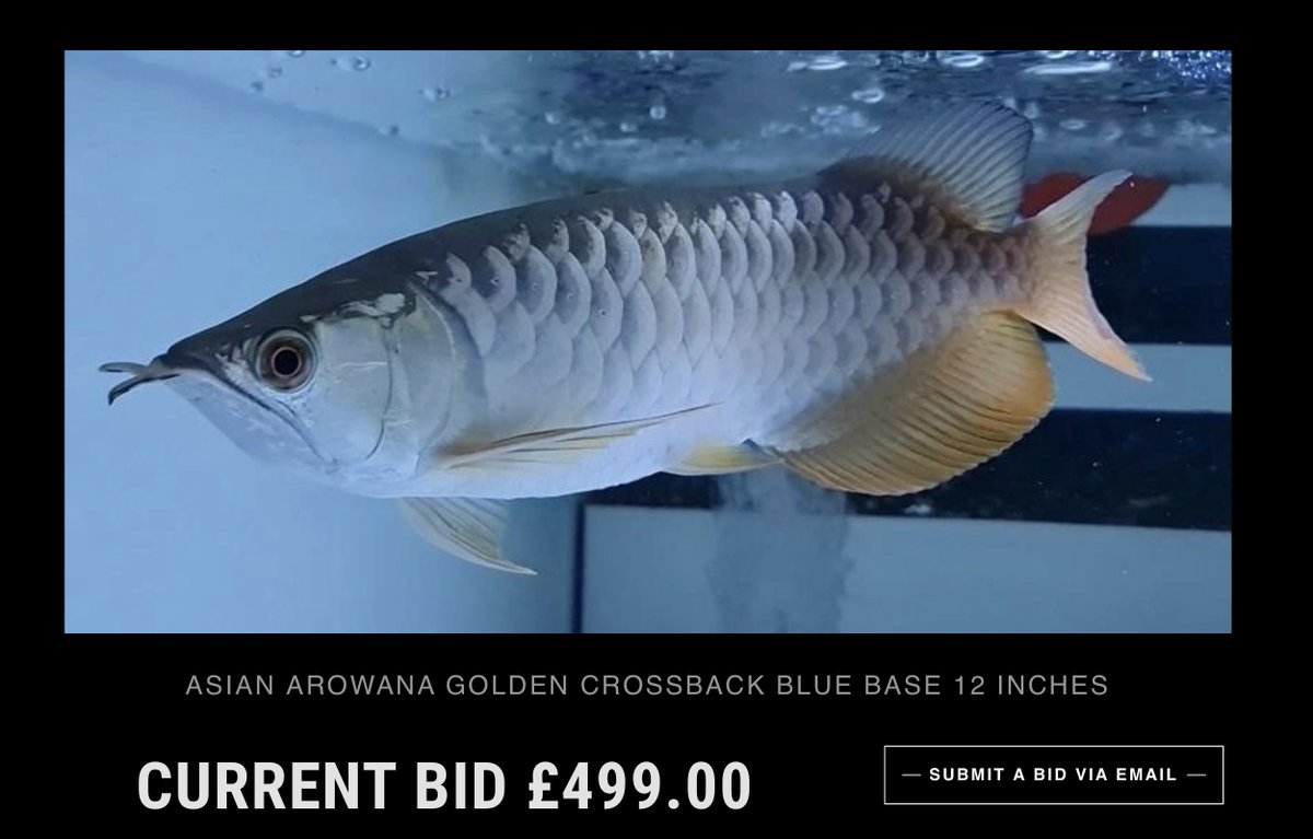 TropFishFinder's tweet photo. Auctions of a range of stunning fish (#Arowanas, #StingRay, #Discus, #Plecos and more...) Ending @ 8PM Sun 11th April!
To look and bid: https://t.co/NJuwLdbh6K https://t.co/dsBF4K4P7h