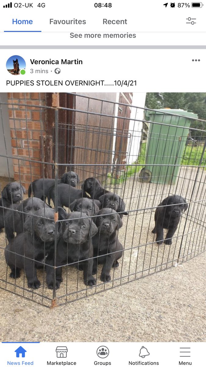 CleocampbellM's tweet photo. Please share-Ayrshire area near Kilmarnock! This was our breeder for Bertie such a lovely lady and these puppies were meant to go to their home next week😢 https://t.co/MwTutgqPvl