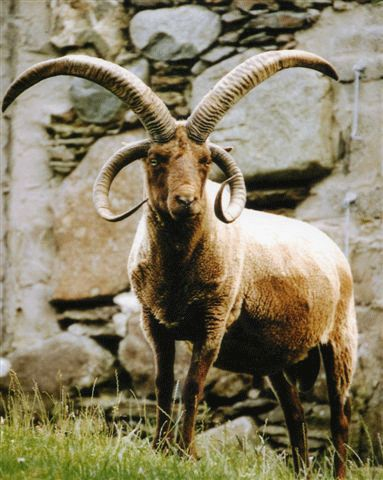 Ram (@ramhourly) on Twitter photo 