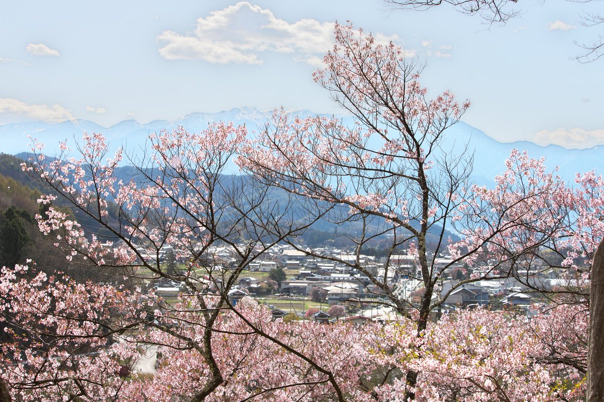 3150taka88's tweet photo. 21/04/07@高遠城址公園たか散歩②
#高遠城址公園
#高遠桜
#コヒガンザクラ
#Canon
#EOS6DMark2(1)
#EF70_200F2.8L IS USM(1)
#LeicaQ(2)
#Type116
#SONY
#α99(3.4)
#CarlZeiss
#Vario_Sonnar 24-70F2.8 ZA SSM(3.4) https://t.co/Fh5a33V1xW