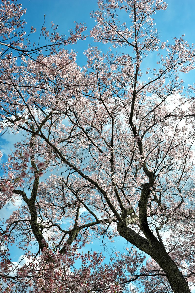 3150taka88's tweet photo. 21/04/07@高遠城址公園たか散歩②
#高遠城址公園
#高遠桜
#コヒガンザクラ
#Canon
#EOS6DMark2(1)
#EF70_200F2.8L IS USM(1)
#LeicaQ(2)
#Type116
#SONY
#α99(3.4)
#CarlZeiss
#Vario_Sonnar 24-70F2.8 ZA SSM(3.4) https://t.co/Fh5a33V1xW