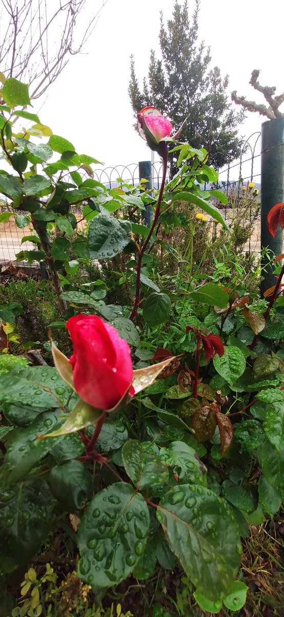CalTico's tweet photo. Ja comença la temporada de roses a @caltico @barricantorres #cantorres #SantPereMolanta #Olèrdola #AltPenedès https://t.co/NoayOzosh3