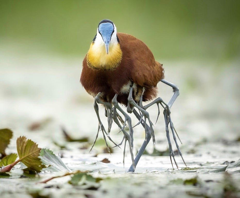 Federico Italiano Some Sort Of Alien Eight Legged Bird No A Loving Jacana Father Actophilornis Africanus Who Protects His Chicks By Hiding Them Under His Wings T Co Rkkz4suzwp