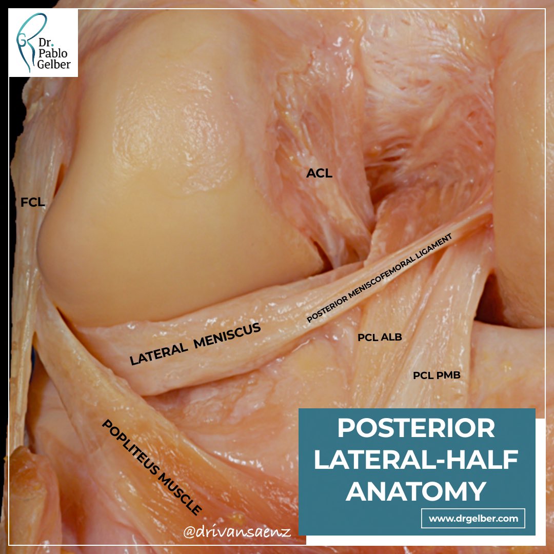 Dr. Pablo Gelber tweet media