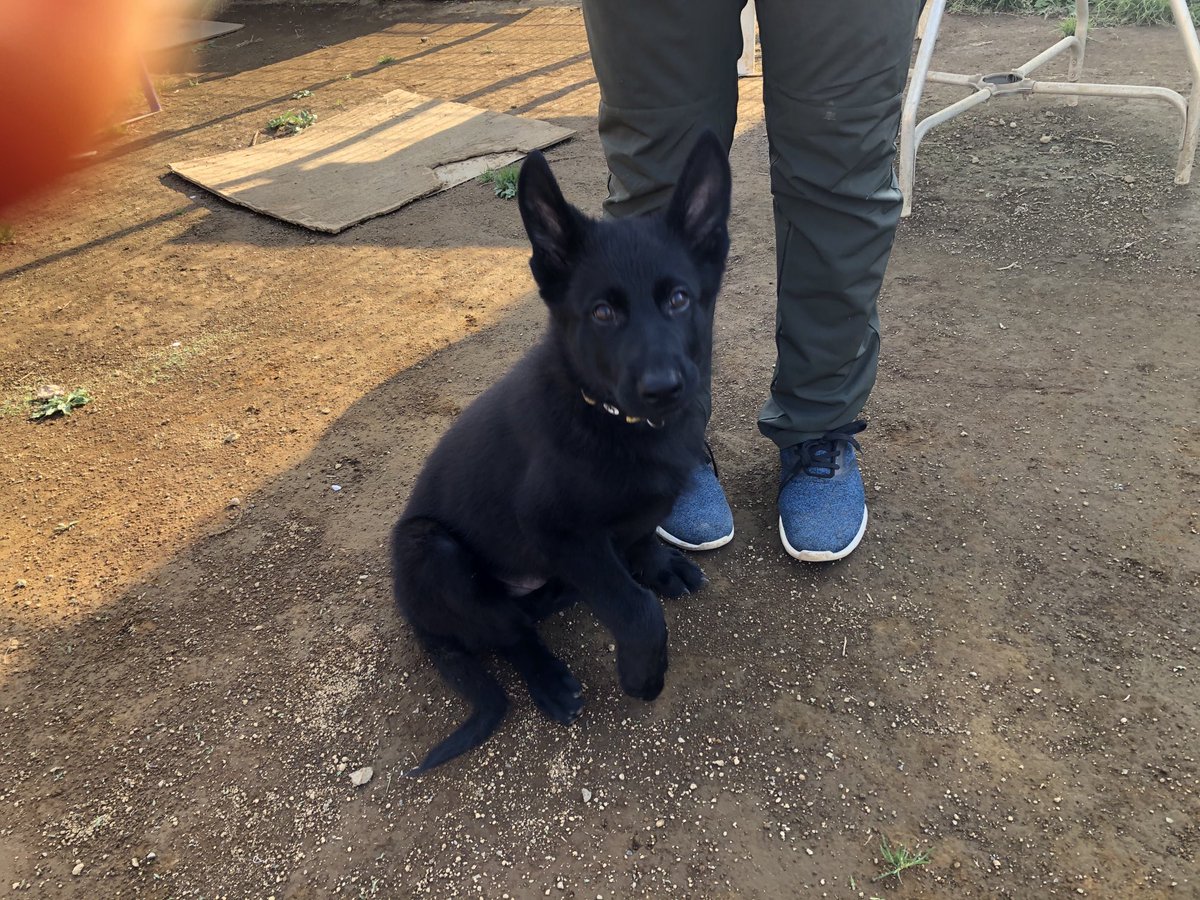 警備犬のtwitterリアルタイム検索結果 Meyou ミーユー 警備犬のtwitterリアルタイム検索結果 Meyou ミーユー