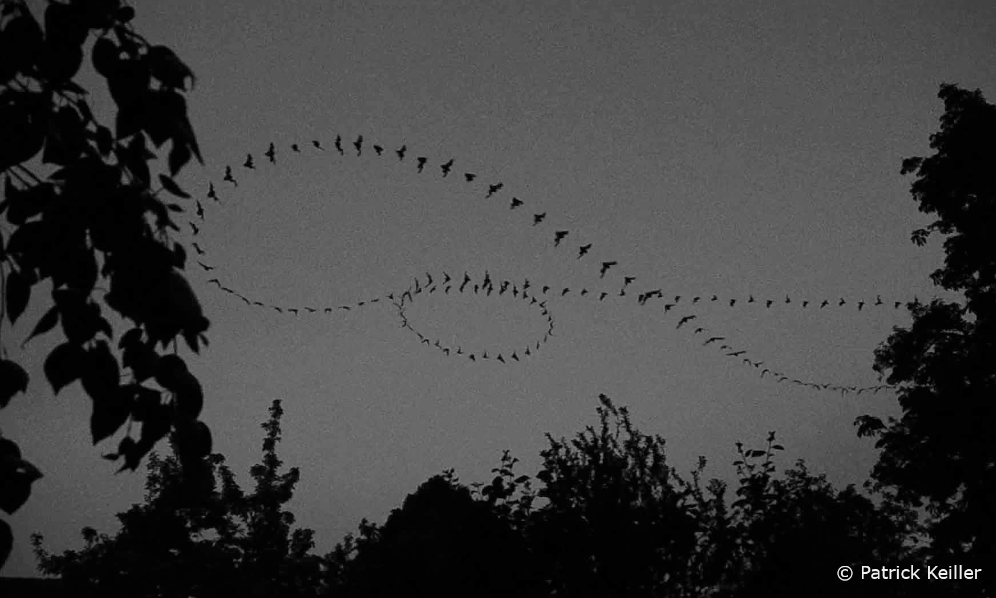 _BCT_'s tweet photo. Its almost impossible to follow bats as they chase insects but this photo by Patrick Keiller captures just how amazing their aerial acrobatics are. https://t.co/51FAkxV1AY