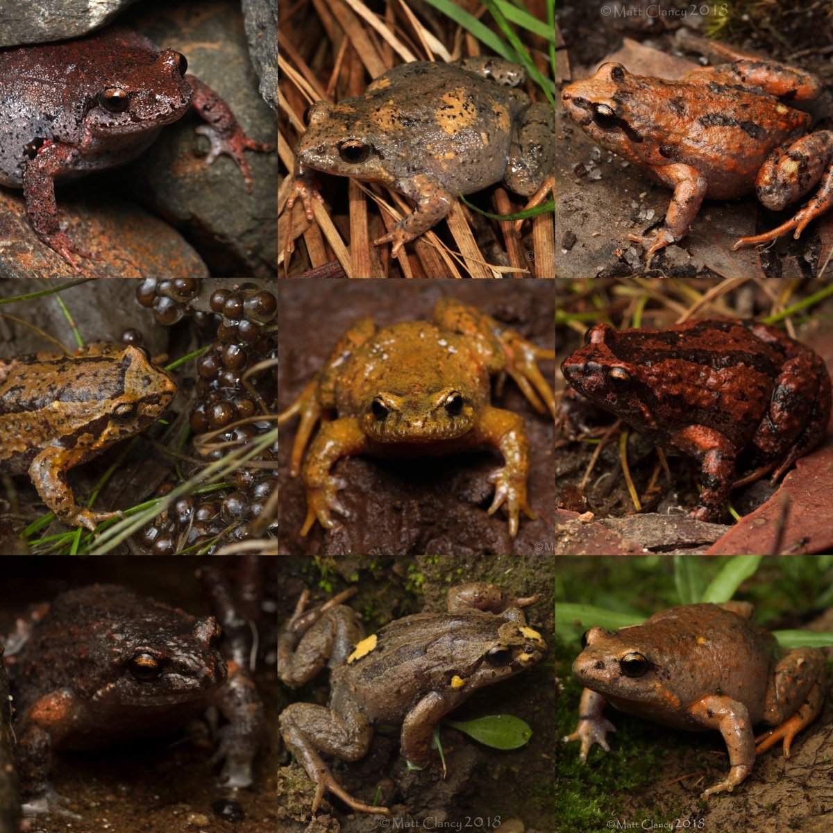 The culprit of the calls in my previous post. A highly variable, colourful and loud little autumn-breeding frog species. Victorian Smooth Frog (Geocrinia victoriana). One of my fav local species with one of the best calls! #wildoz #autumnfrogs