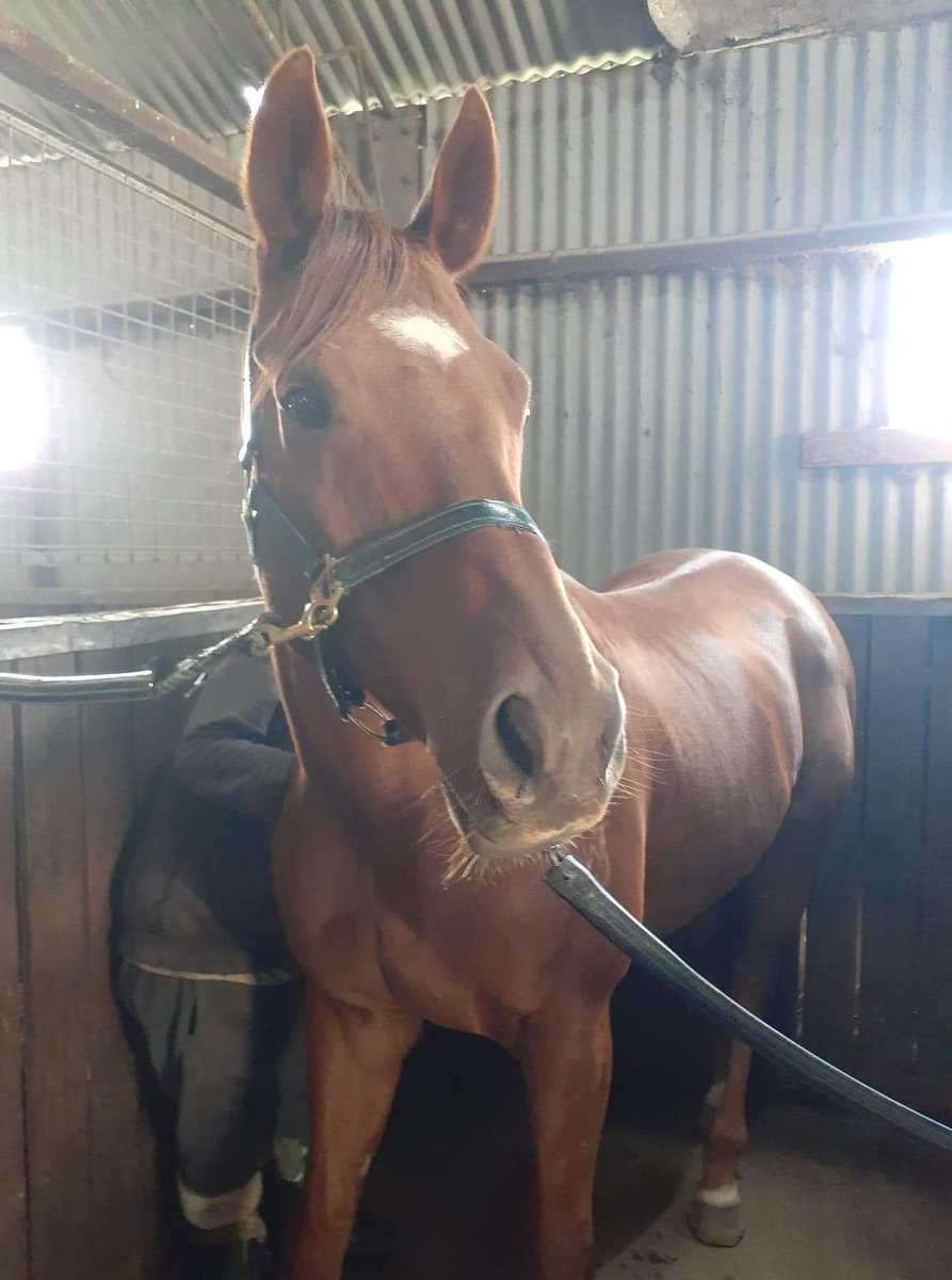 anita_stanaway's tweet photo. Getting show ready. Not sure how we will behave but we will have fun and enjoy ourselves. @Crafty_Cruiser @RV_OffTheTrack #liveafterracing https://t.co/5UVt7hGuv2