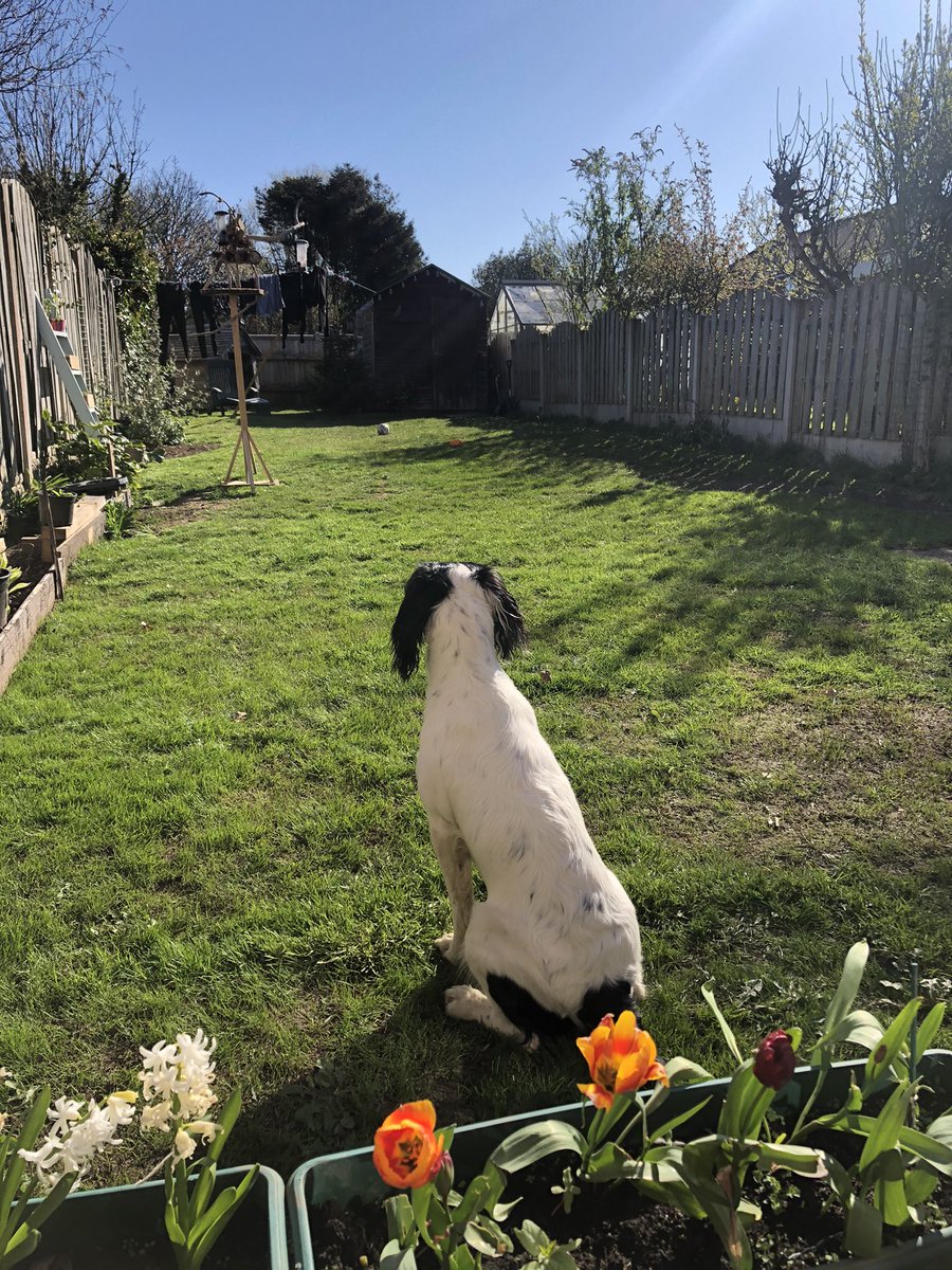 DieselandMaggie's tweet photo. Remember the lawn that Madam Maggie destroyed? ๐๐ well itโs back and looking great!! ๐๐ nice one Mum ๐๐พ๐๐พ #spring #watchingthegrassgrow #firstcut https://t.co/yInkVtAEHO