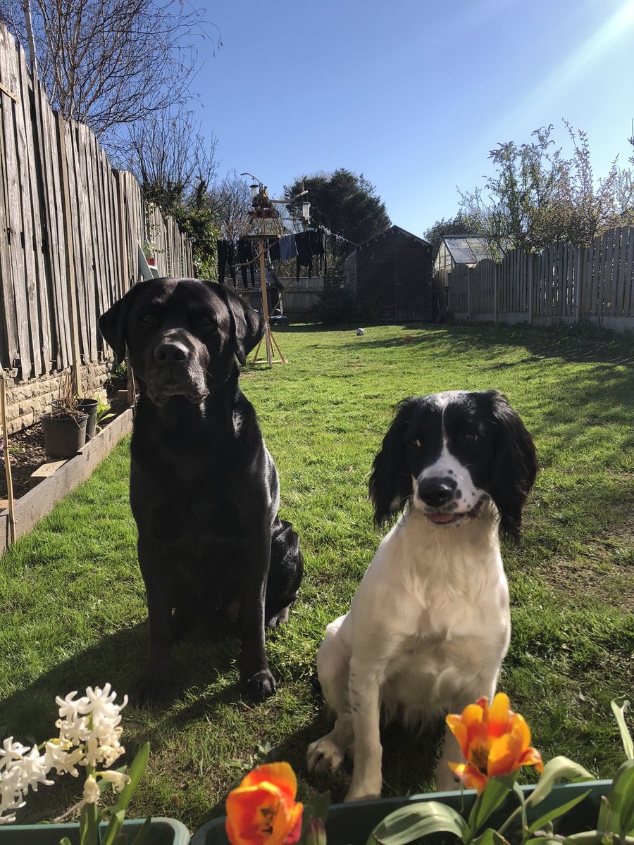 DieselandMaggie's tweet photo. Remember the lawn that Madam Maggie destroyed? ๐๐ well itโs back and looking great!! ๐๐ nice one Mum ๐๐พ๐๐พ #spring #watchingthegrassgrow #firstcut https://t.co/yInkVtAEHO