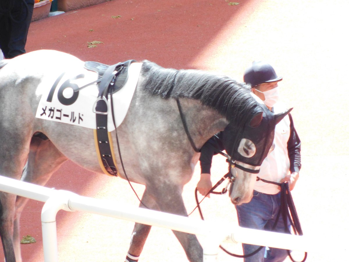 ゴールドシップの馬主さんは本当に ウマ娘のゴルシには何させてもいい とおっしゃっていたのだろうか Togetter
