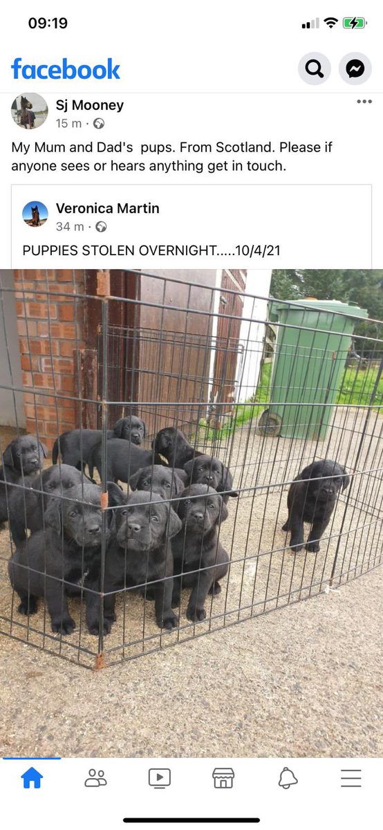 ByrneCocker's tweet image. URGENT!! Pals another theft of puppies 🥲. This time in Scotland from a family our HuSis knows Please share ASAP. 🙏🏻  facebook.com/10000329519260…