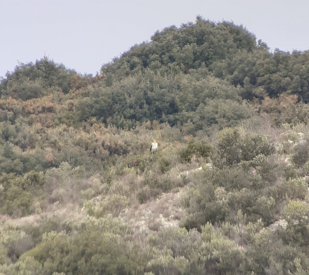 The past 2 weeks looking for short-toed eagles in Provence. Yesterday, I came accross another #eagle typical of Mediterranean habitats... <a href="/grauwekiek/">Grauwe Kiekendief - Kenniscentrum Akkervogels</a> <a href="/lpo_paca/">LPO PACA</a> <a href="/Ornithomedia/">Ornithomedia</a> <a href="/MelloneUgo/">Ugo Mellone</a>