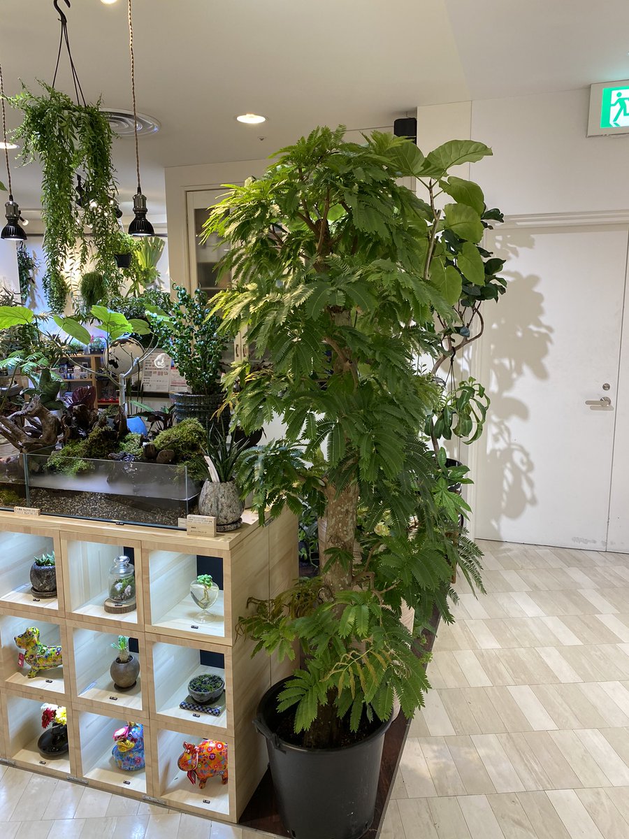 コケモン仙台parco店 V Twitter 今回の目玉観葉は 13号エバーフレッシュ 仕立てドラセナ 太木のシェフレラ各種です まだparco店へ到着していない大型観葉もございますので ご相談やお問い合わせ頂けるとスムーズかと思います Kokemon 観葉植物 コケモン仙台parco店 V Twitter 今回の目玉観葉は 13号エバーフレッシュ 仕立てドラセナ 太木のシェフレラ各種です まだparco店へ到着していない大型観葉もございますので ご相談やお問い合わせ頂けるとスムーズかと思います Kokemon 観葉植物