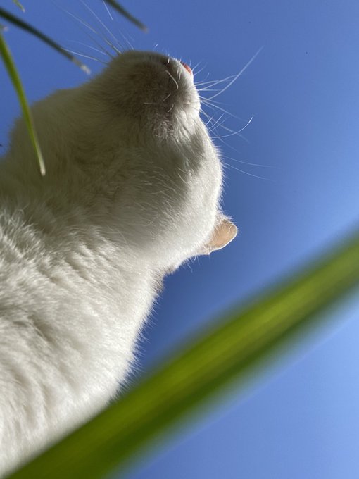 ☀️🙏🏼❤️🍀🌳🌿🌱🌸🌺🌼🌻🐱🐱 https://t.co/QOFhupYK1A<a href="/tag/mvsales"class="tags"><span>&#35;mvsales</span></a>