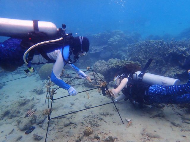 👏 Congratulations to Sciences Po's start-up @tenaka_org, the winner of the 2021 <a href="/AllianceProg/">Alliance Program</a> Social Enterprise Challenge! 🌊 This social business founded by our alumna Anne-Sophie Roux and incubated at <a href="/SPoEntrepreneur/">L'Incubateur de Sciences Po</a> helps replant the world's coral ➡️fal.cn/3eC2H