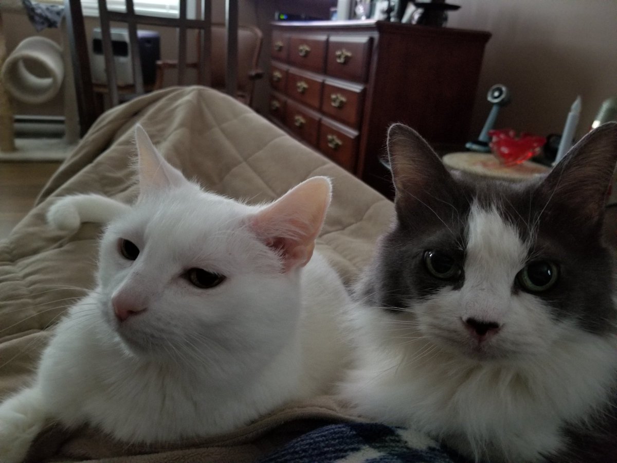 <a href="/JenniferBassey1/">Jennifer Bassey</a> my quarancats #catlovers snowball and shadow.Met you at AMC in NYC many years ago,we went to a Sushi Restaurant. You were a class act then and still are.Hope your fur baby gets along well.
