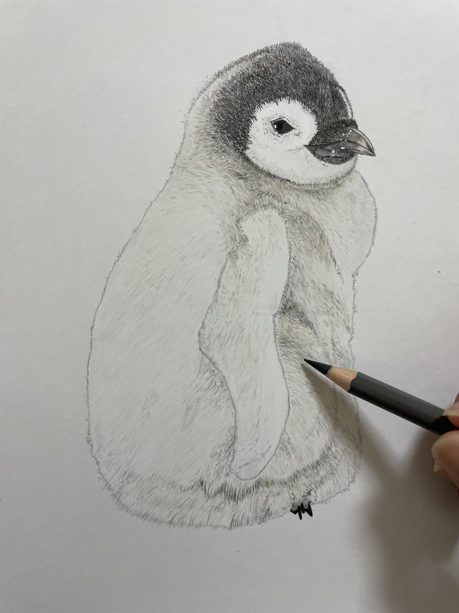 Twoucan ペンギンの赤ちゃん の注目ツイート イラスト マンガ コスプレ モデル