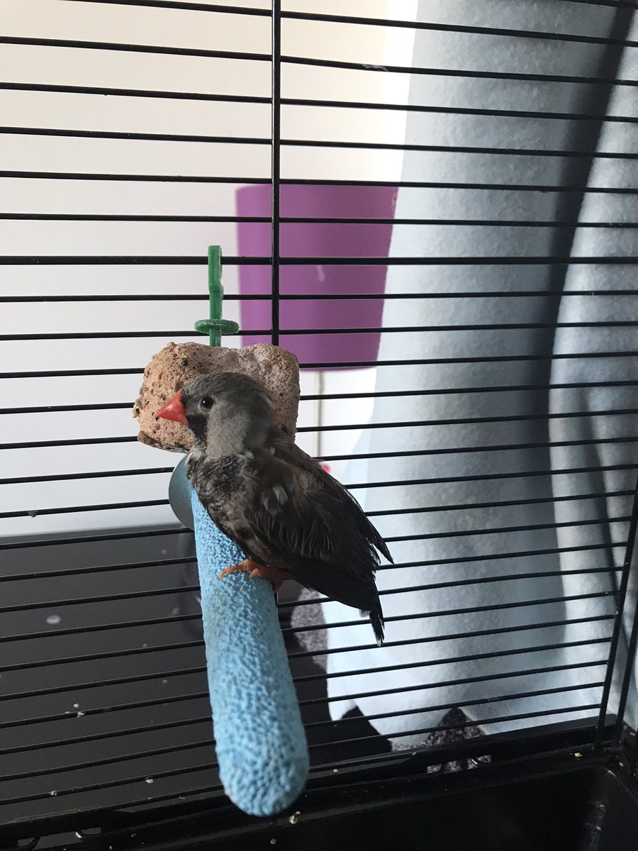 malwareowl's tweet photo. Morning birbies. Had a sulky baby boy this morning because he couldn’t come to work with me. Jet tried hiding in my hoodie &amp; cos I busted him attempting to hide he’s not happy! Now been given the cold wing as he didn’t get his own way! #JetJet #crazyinfosecbirdlady https://t.co/0bFs7Ne2aU