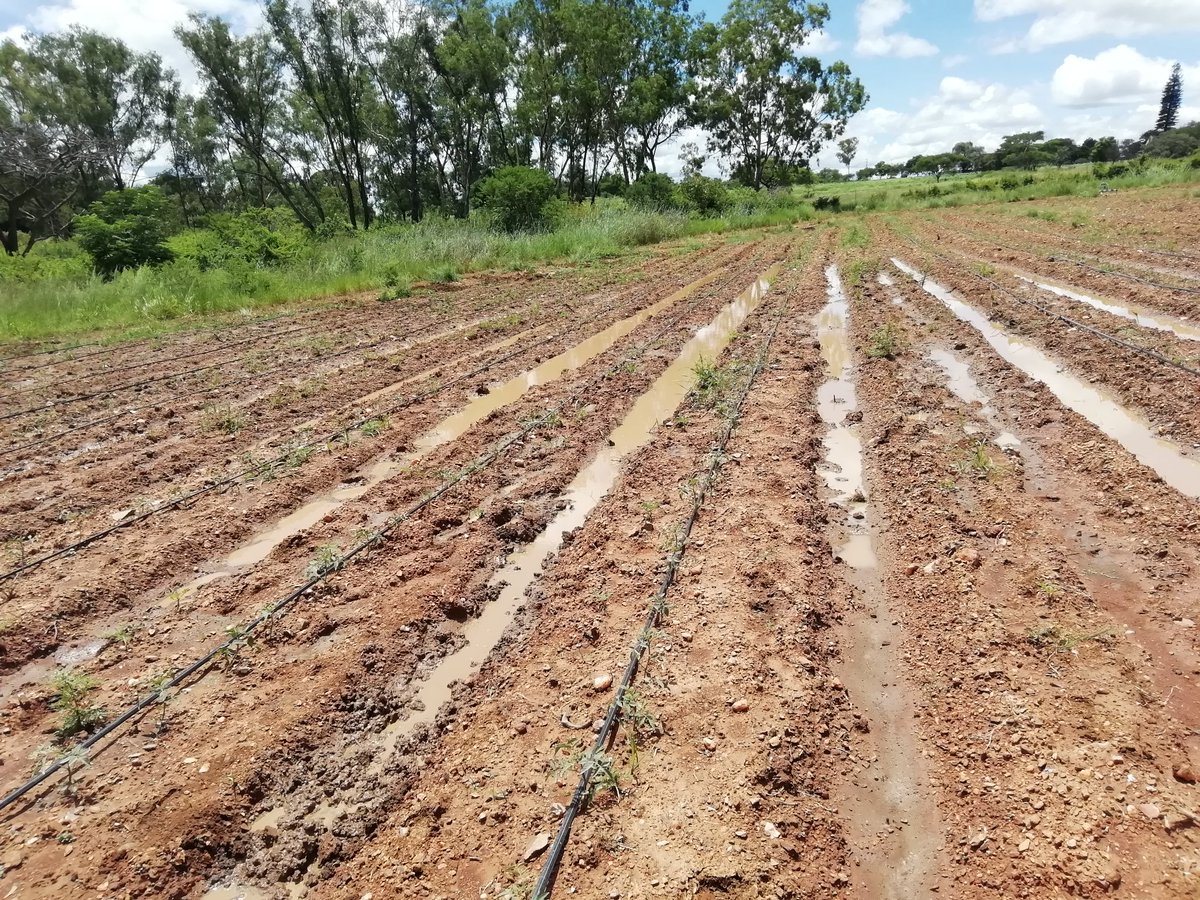 setfree_n's tweet photo. Zandra planted on 16th January 2021. Land preparation and planting was a nightmare coz it was so wet but it had to be done. https://t.co/Iqpy9kvjDE