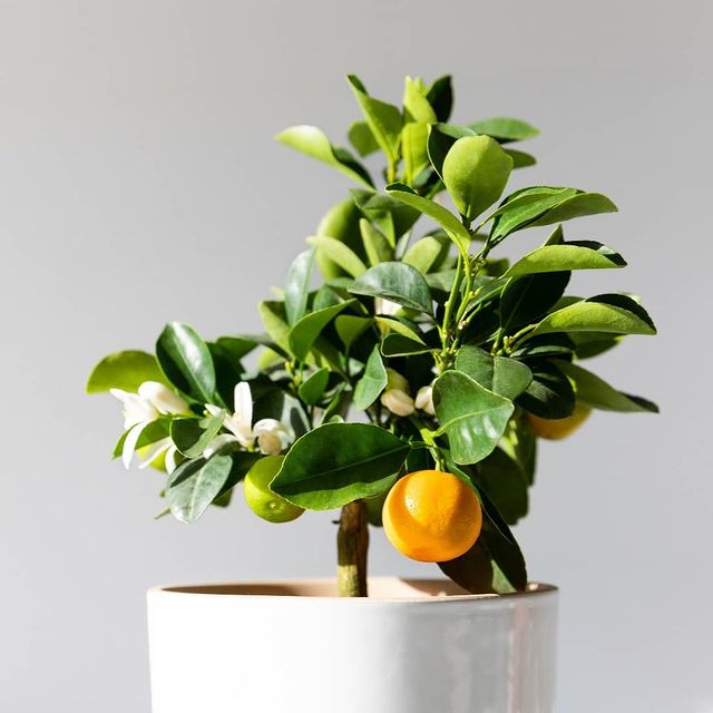Çiçekler ve meyveleri aynı anda üstünde bir narenciye bitkisi: Citrus Calamondin 🍊

Mis kokulu çiçekleri ve meyvesiyle yıl boyunca meyve ve çiçek vermeye devam eden bir narenciye bitkisi olan Kalamondin, evinize Akdeniz esintisi getirecek! 💫

#moonplant #plant #citrus