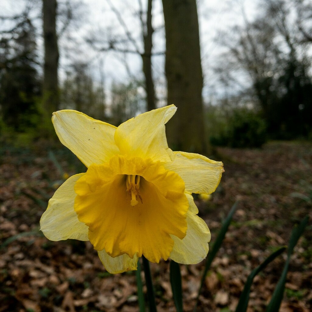 glenndotmx's tweet photo. The lonely blooming trumpet in a sleeping forest.
.
.
.
.
.
#blooming #flowers #nature #flower #bloom #garden #spring #naturephotography #flowerstagram #plants #blossom #flowerphotography #flowersofinstagram #photography #gardening #naturelovers #flowerp… https://t.co/qMI8nLR1SQ https://t.co/lOdkKRV922