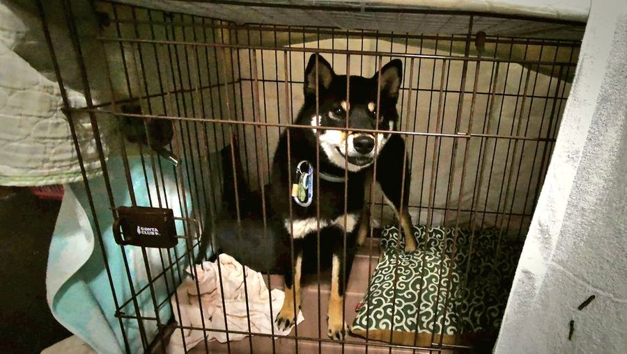 迷子犬をマイクロチップでの探し方どうやる Gps追跡や居場所検索できる 今週のペルル店長