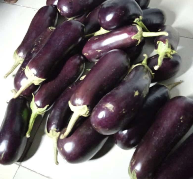 ypard_rdc's tweet photo. Les aubergines du #Centre d'#Excellence #Mvululu sont disponibles. La qualité et la fraîcheur. Faites vos commandes!
1 kg à 1,5 $. https://t.co/sqqZyRJzZQ