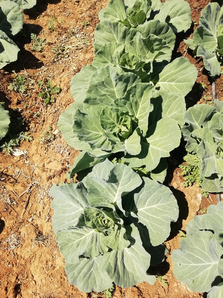 setfree_n's tweet photo. Cabbage Sapphire at Day 35 @Nobuhle77439382 @PhiriDivah https://t.co/rQ9uEvouj9