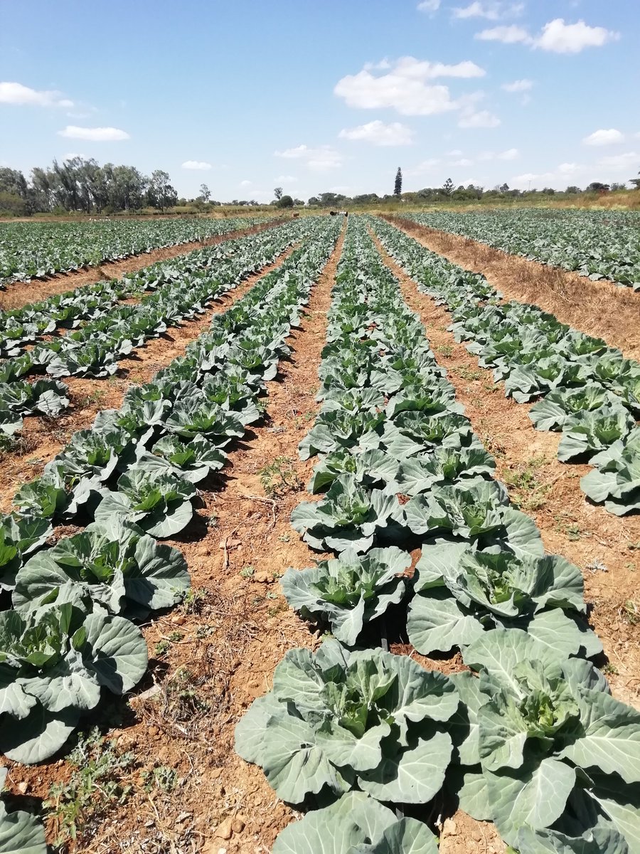 setfree_n's tweet photo. Cabbage Sapphire at Day 35 @Nobuhle77439382 @PhiriDivah https://t.co/rQ9uEvouj9
