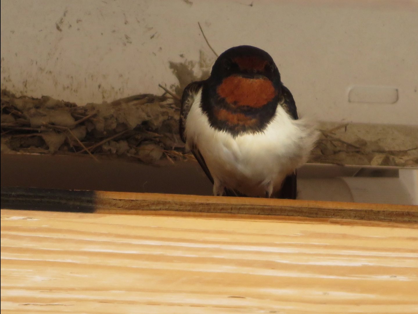 かずちん ツバメ つばめ 野鳥 今日のスーパーのツバメちゃん 左がパパ 右が抱卵中のママ 孵化予定まで後１週間くらいです 動画は後程 T Co Oob8wodelz Twitter
