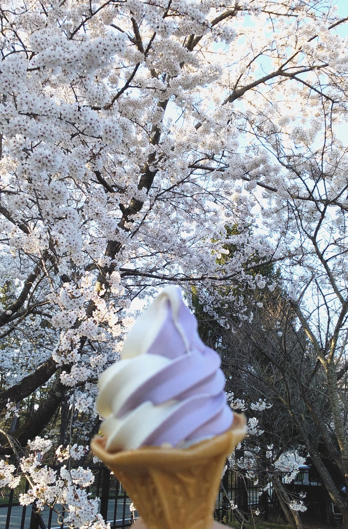 たかちゃん Okjmr お花見 白瀨記念館付近 満開です 勢至公園 満開です T Co 87ekgp5yw1 Twitter