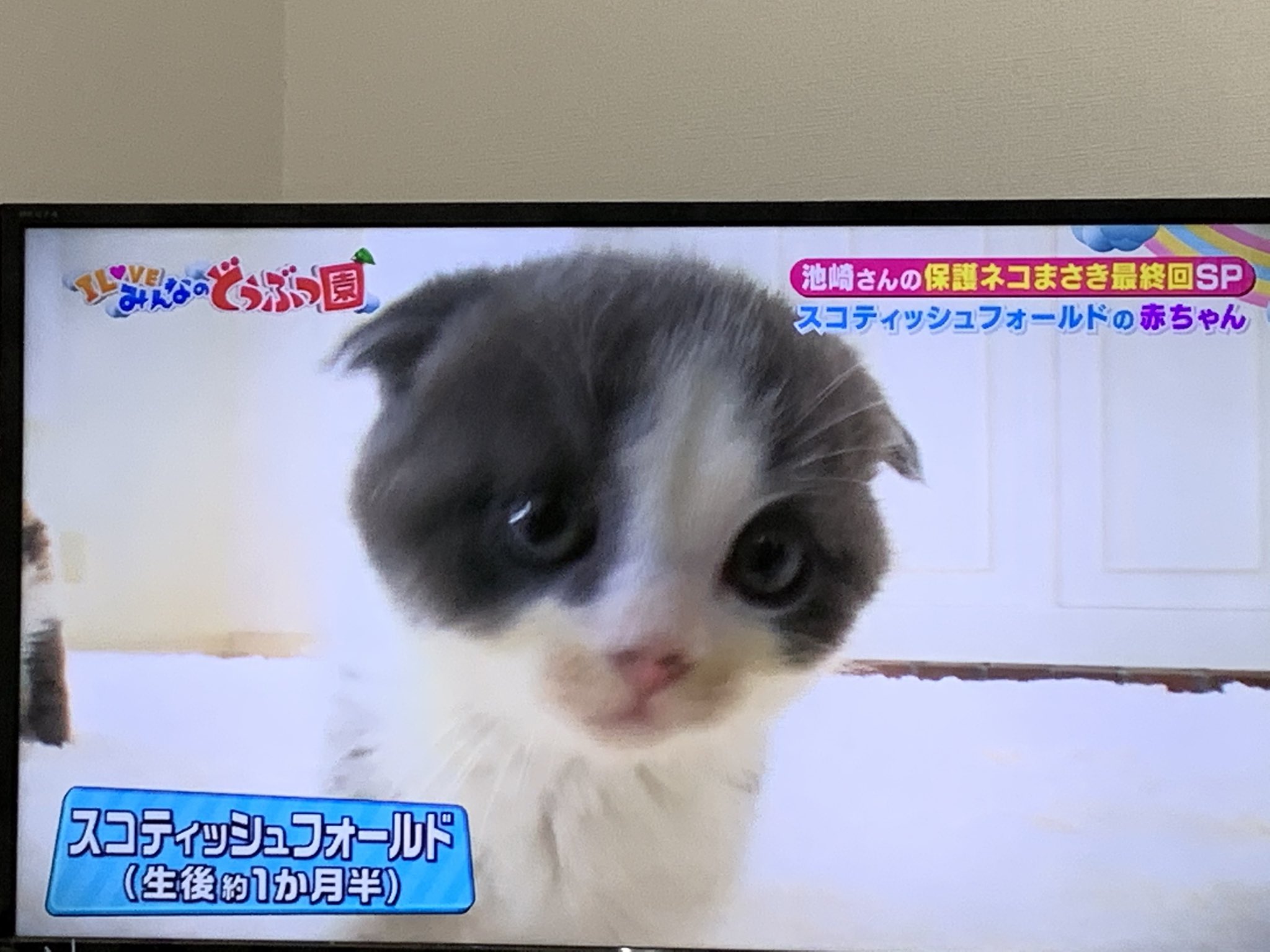 りあ ５つの自由 For Animal No Twitter またテレビで流して スコは可愛いですが 耳が垂れるのは骨の病気 毎日痛い思いをしています あの座り方は手足の関節が 痛いからなんだよッ 繁殖禁止種 ねこ みんなのどうぶつ園 骨軟骨異形成