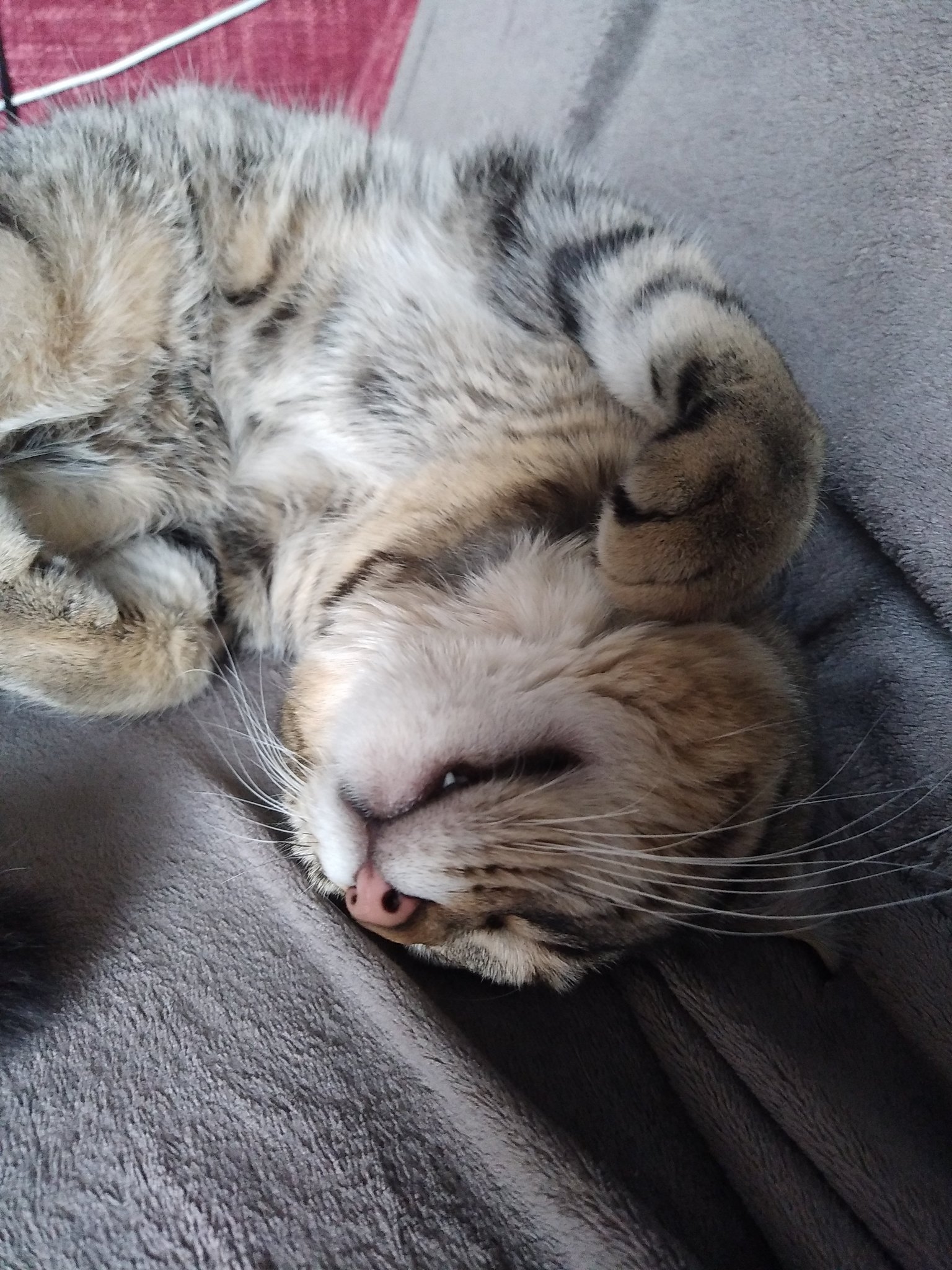 Marine Le Pen Twitter પર Les Chats Les Animaux De Maniere Generale Sont Un Element Tres Important De Ma Vie Et Je Pense Qu On Mesure Son Humanite A L Aune De La