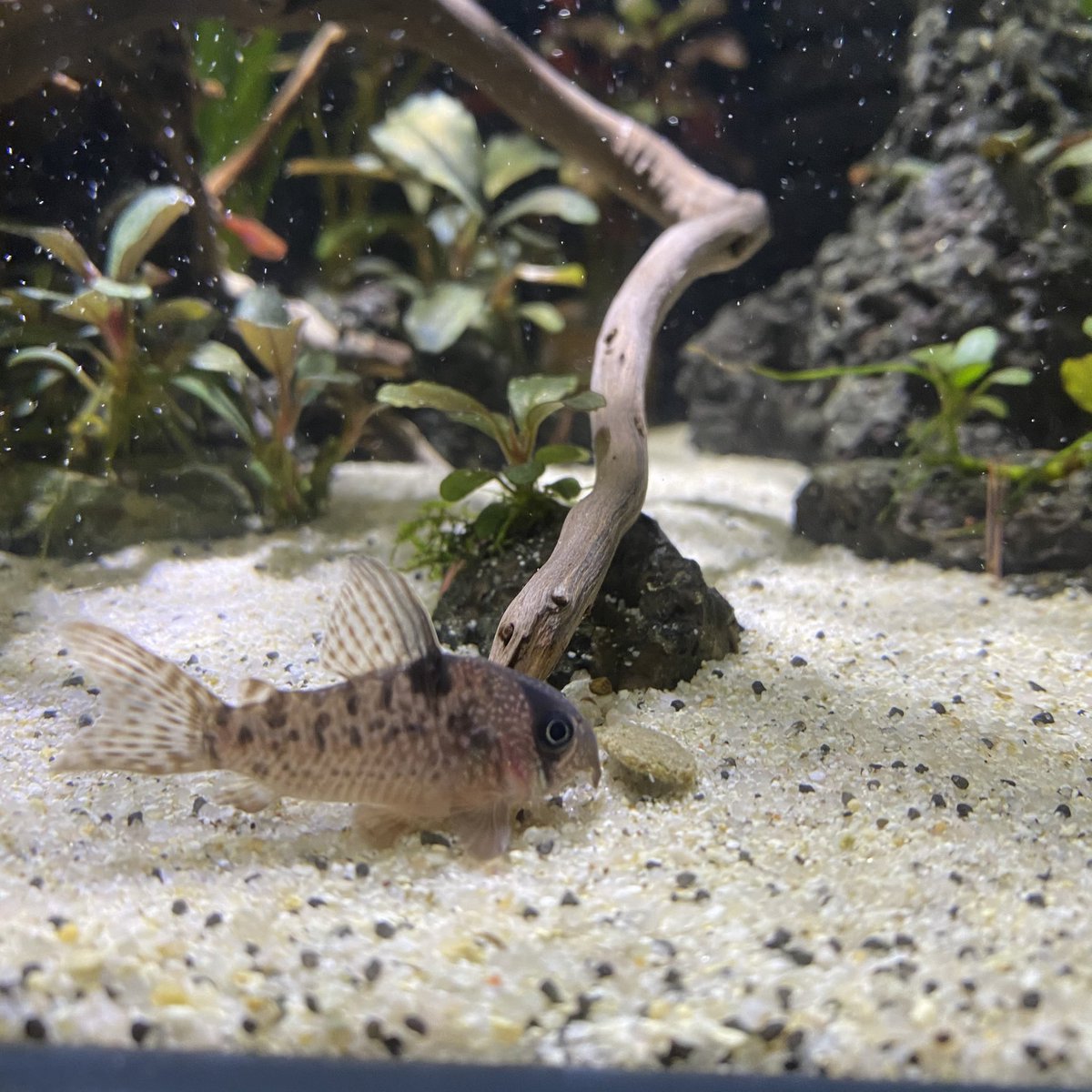 TorontoAqDesign's tweet photo. 餌でつって写真撮る。
この目と背鰭がかわいいですよね。
#コリドラス #corydoras  #アンチェスター #セルパ https://t.co/Mhl62K08P3