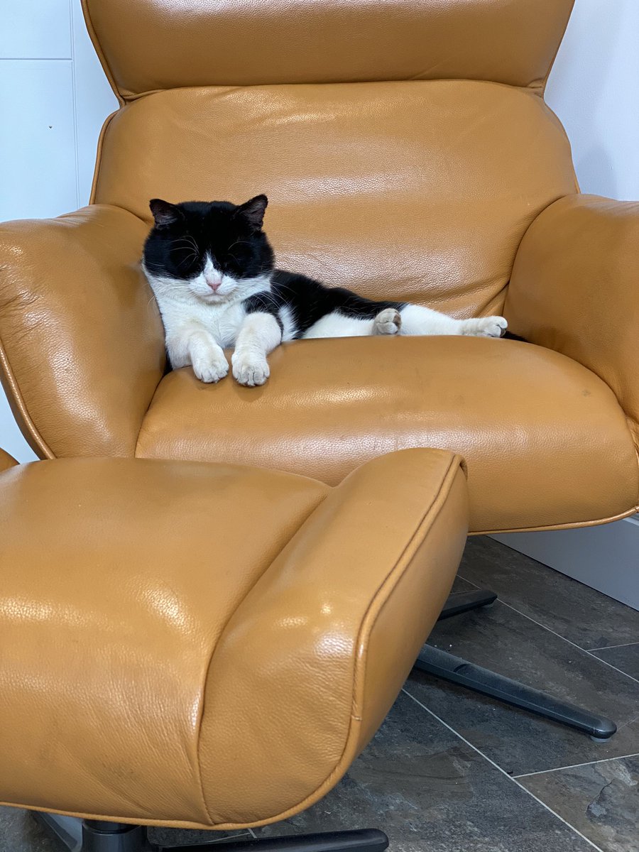 FeralFormerly's tweet photo. @SpanielsSuper 🤣🤣🤣I just love upsetting her...... she gets so cross & sulky 😈😈😈😈 I love her really! But she falls for it every time 😆😆😆 Although I’m getting a bit bored sitting here hanging onto the chair! She’s on mums knee! #MyChair #MyVictim #GreatFun #DogsOfTwitter #CatsOfTwitter https://t.co/pR40IY5A8t