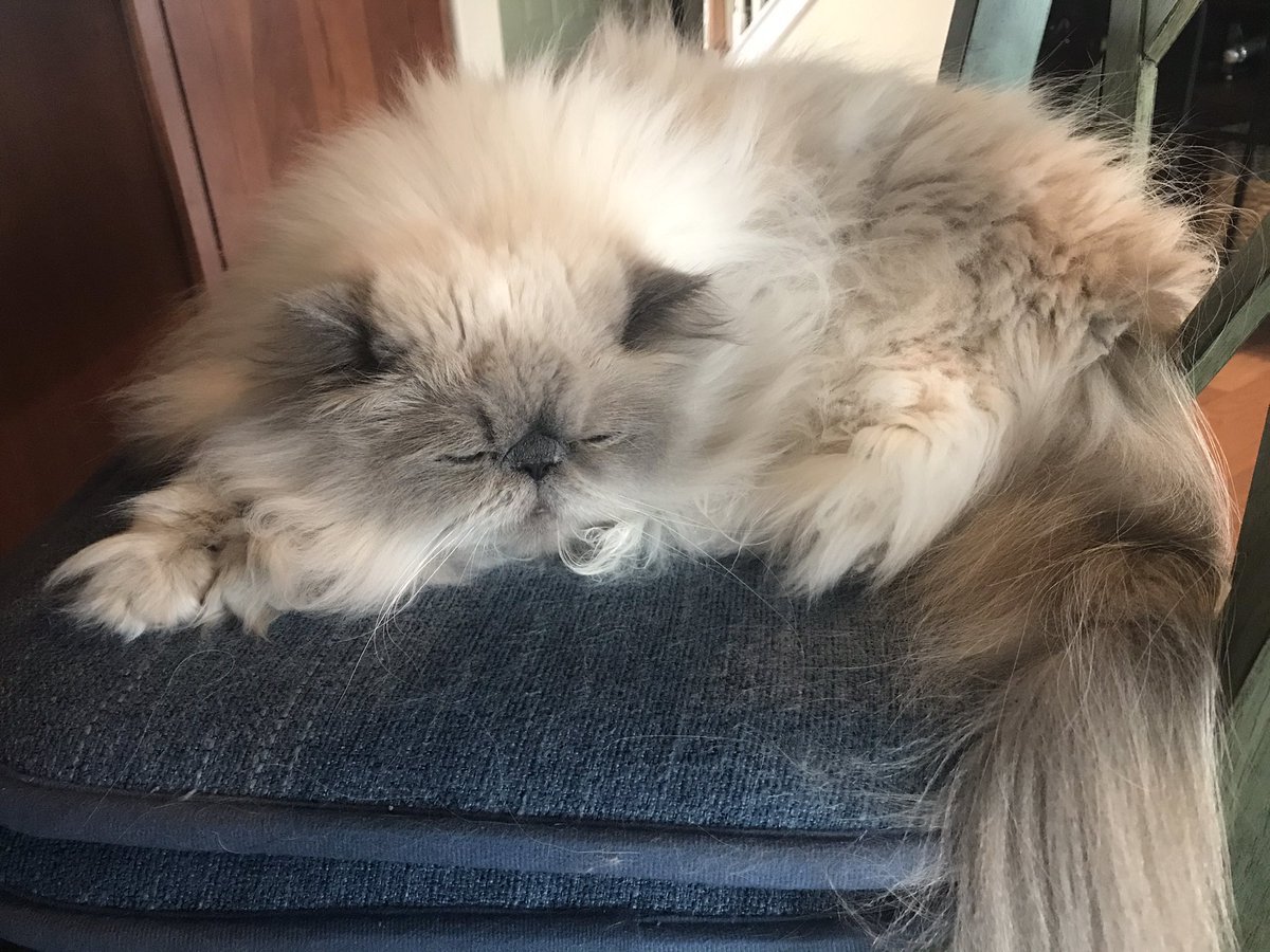 JFluffmeister's tweet photo. I’m gonna spend my #Caturday napping on my favorite chair...

#CatsOfTwitter #CatsOnTwitter #caturday #cat https://t.co/QLlZ0PJjot