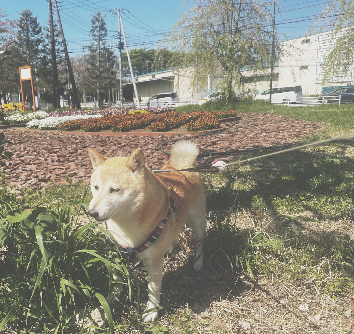 春の風物詩 狂犬病の予防接種に連れて行かれた犬たちのまとめ Togetter 春の風物詩 狂犬病の予防接種に連れて行かれた犬たちのまとめ Togetter