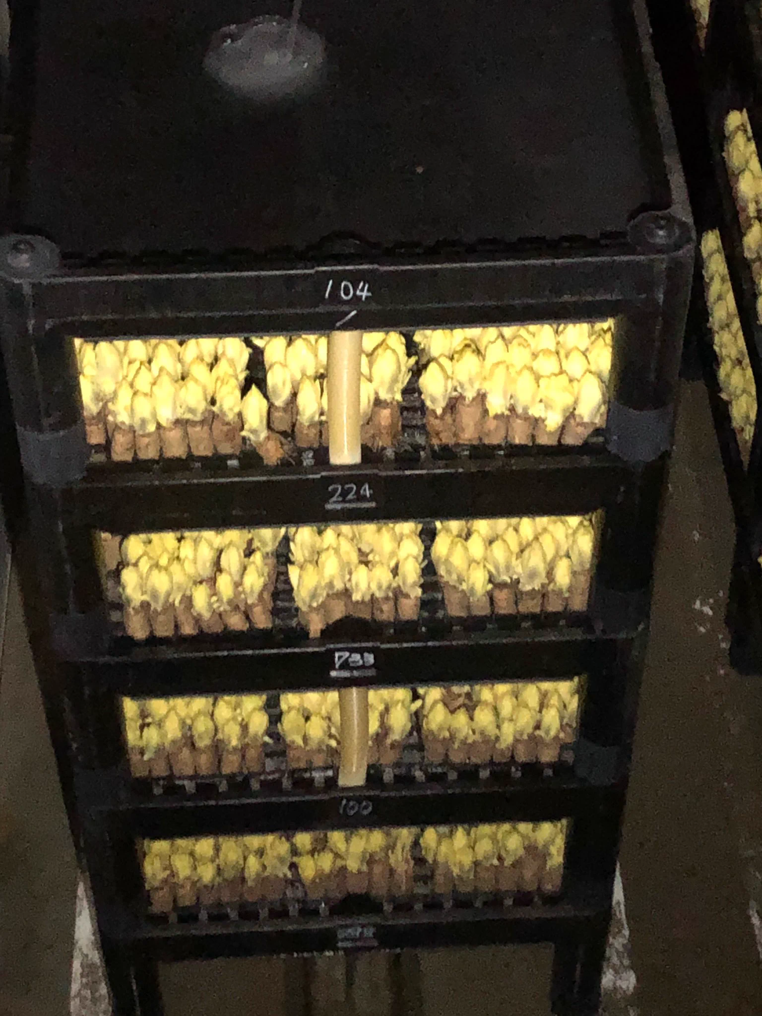 @tinouye FF外から失礼します。
岐阜にチコリの生産工場を見学できる場所がありその写真です🤳
暗室でもやしのように育てていてびっくりしました。柔らかく育つようにだそうです。
芋のような根っこの部分で焼酎を作ったりしていました。 