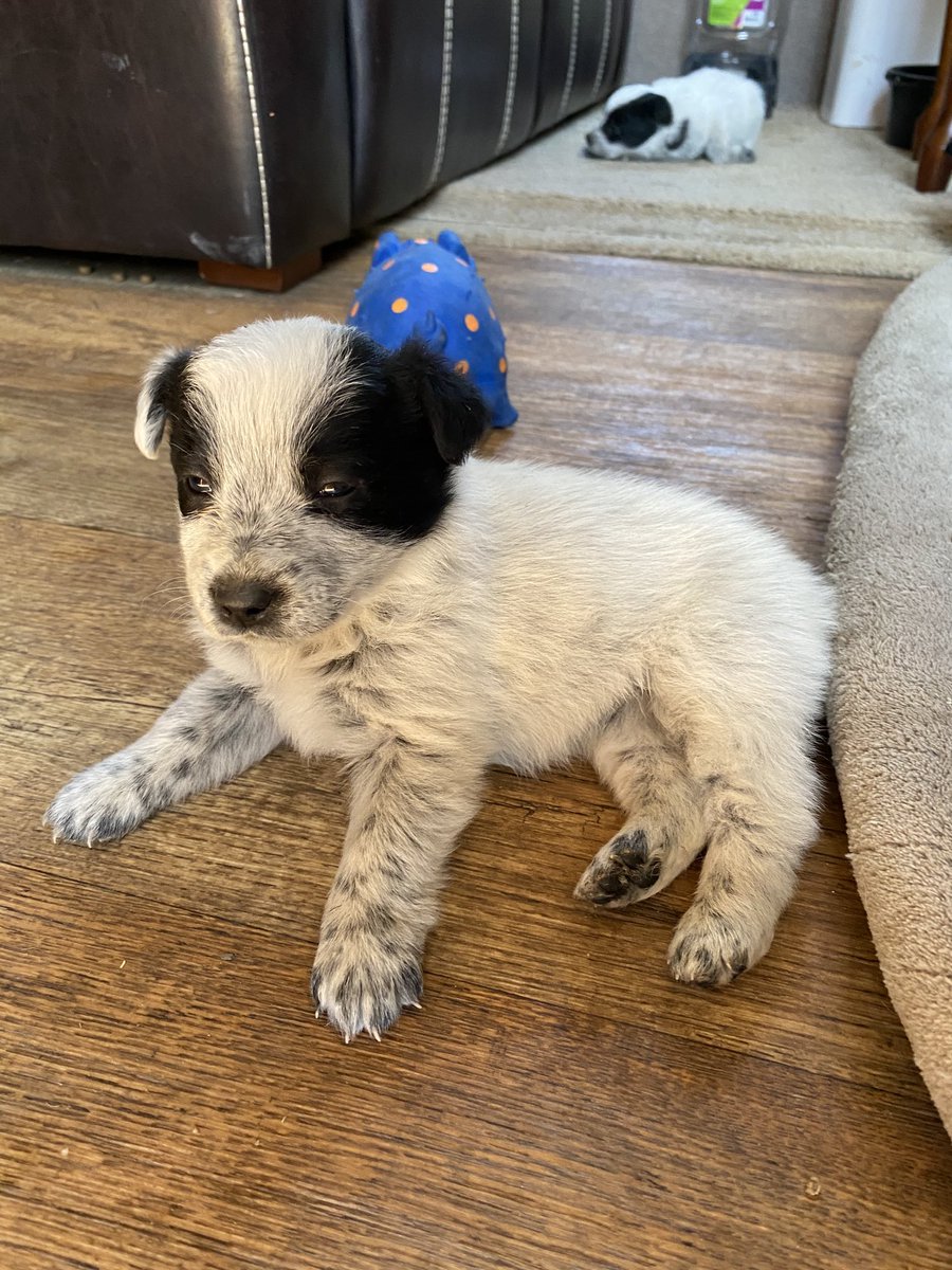 cromecowboy's tweet photo. One male puppy left. Daddy’s a work dog that works both ends!  Daddy’s a Texas heeler and mommy a blue. https://t.co/S6rKzPnZAa