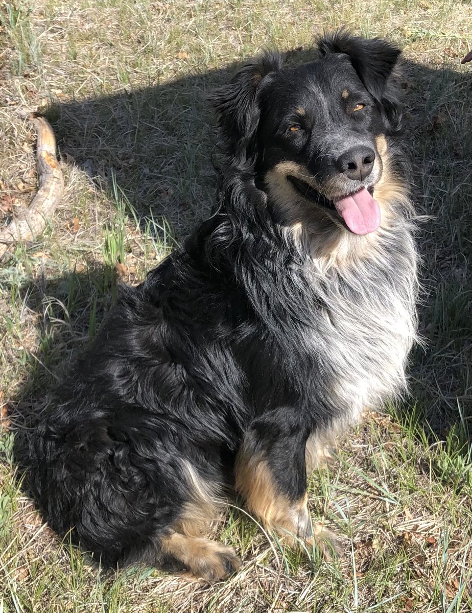 cromecowboy's tweet photo. One male puppy left. Daddy’s a work dog that works both ends!  Daddy’s a Texas heeler and mommy a blue. https://t.co/S6rKzPnZAa