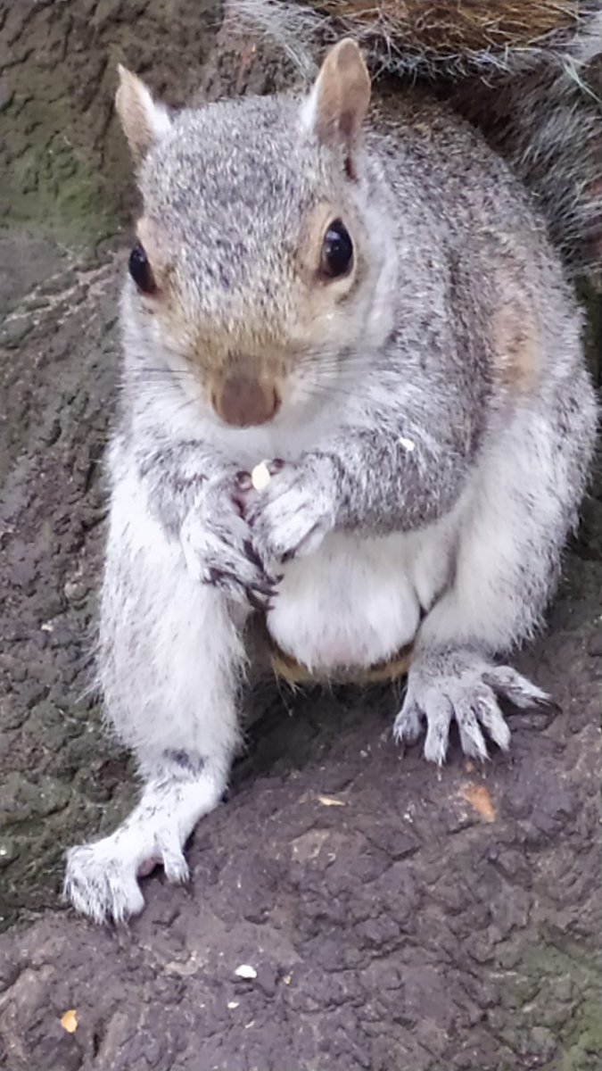 14th Wallington Cubs tweet media