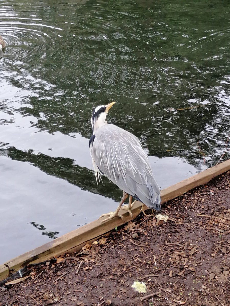 14th Wallington Cubs tweet media