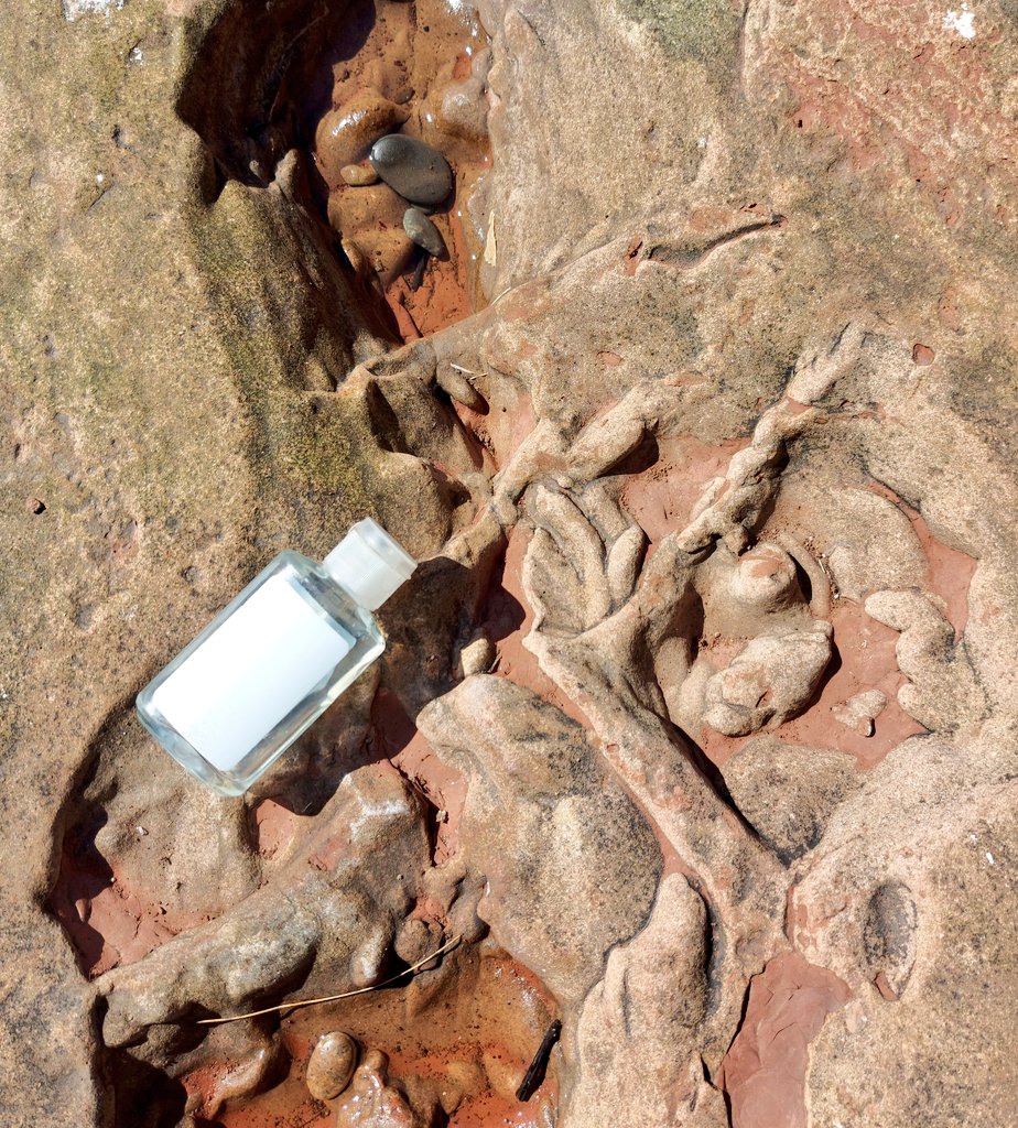 Although the St Bees lives up to its 'New Red Sandstone' reputation of being unfossiliferous sand, perhaps life did find a way to leave evidence of animals burrowing through the Triassic floodplain? What do you think  @fossiliam..?