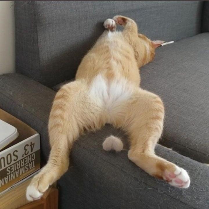 Включи какие то котики