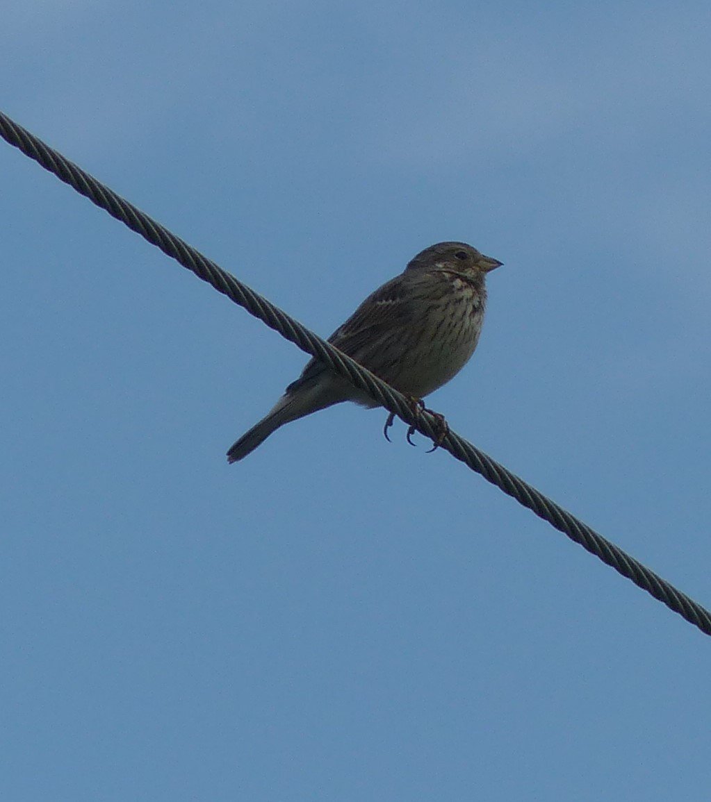 Nick Tribe tweet media