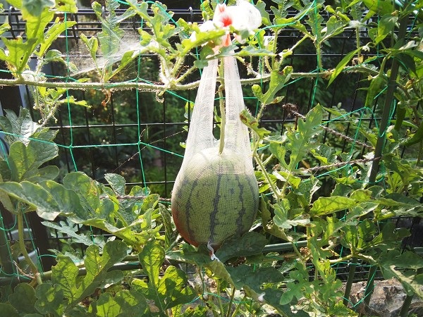 野菜の育て方 Com 公式 小玉スイカの育て方をまとめてます Rt リツイート していただけると励みになります 畑 小玉スイカの育て方を徹底解説 T Co Torwrghb2d プランター プランターで小玉スイカを育てよう T Co Vdtyrlm0qx