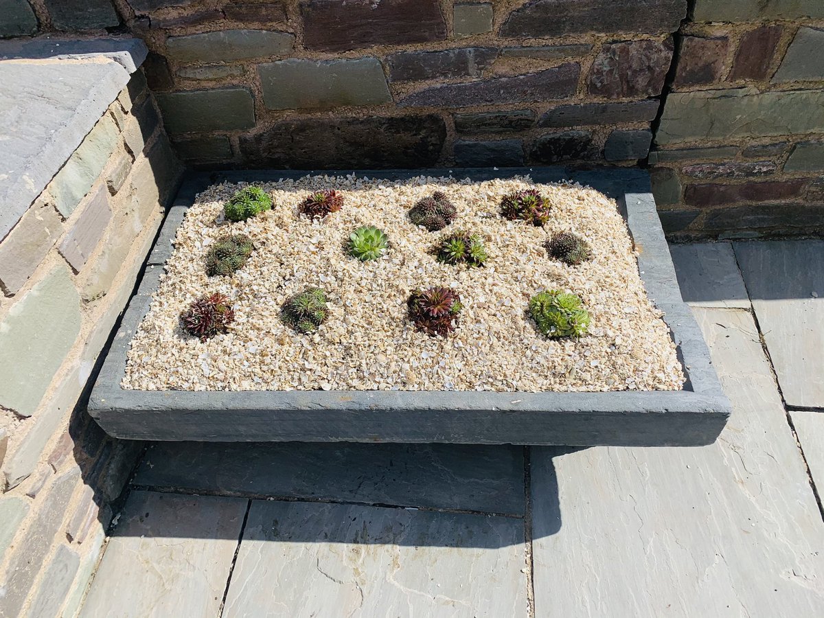 Really pleased to have been given this old pig salting slab which was from the farm I grew up on. #sempervivum #sentimentalvalue #tradition