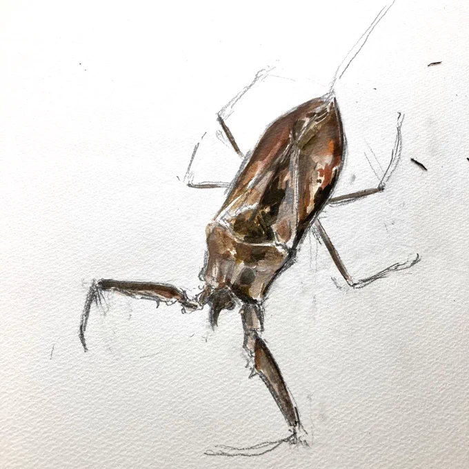 飼ってるタイコウチを描きました。 