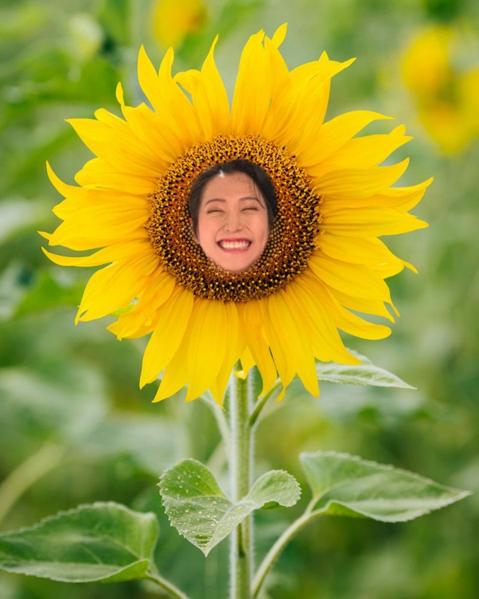 The Son Flower- Made of actual sunshine (so please wear sunglasses)- Guaranteed to make your garden a happier, brighter place- Impeccable blooms and foliage (could give us all fashion advice tbh)- Requires frequent photoshoots to flourish (may ask you to sign a contract)